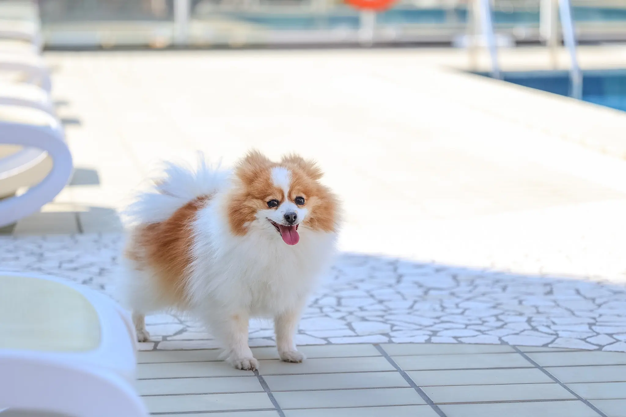 Cane di piccola taglia a bordo piscina all'Hotel Rosanna